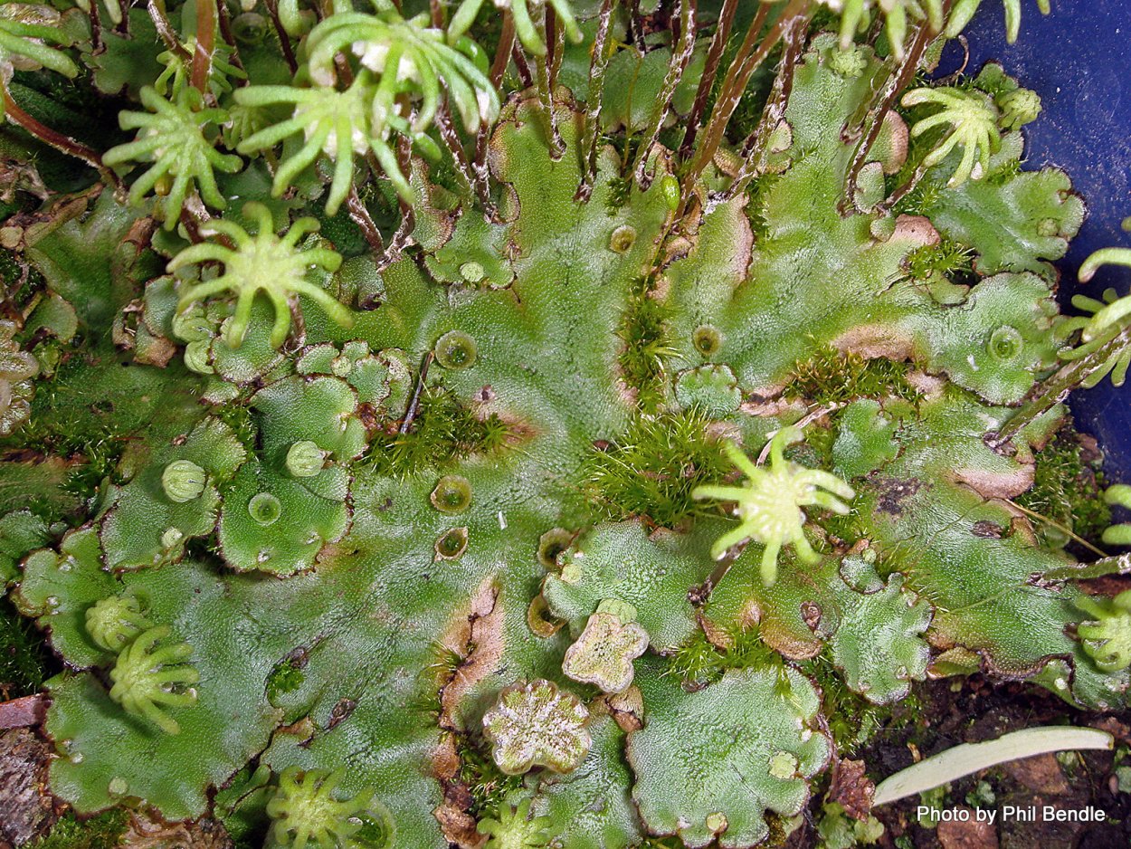 Маршанция мох