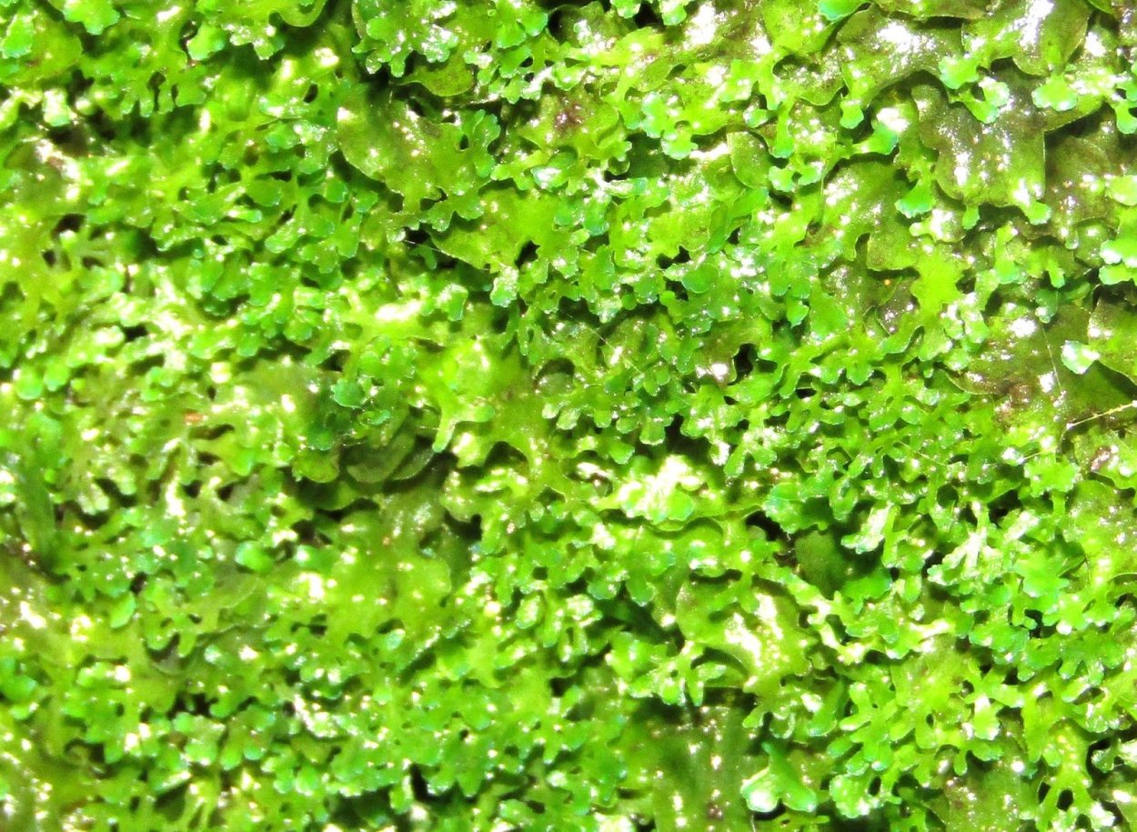 Пеллия печеночный мох