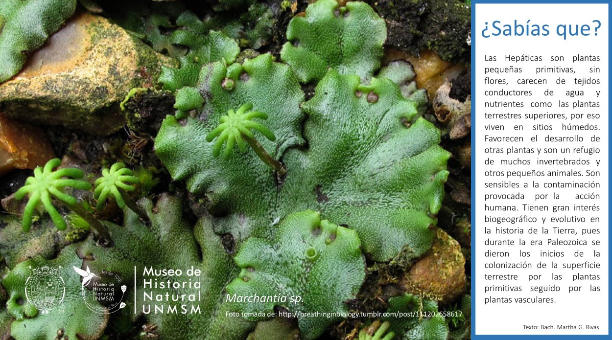 Маршанция мох