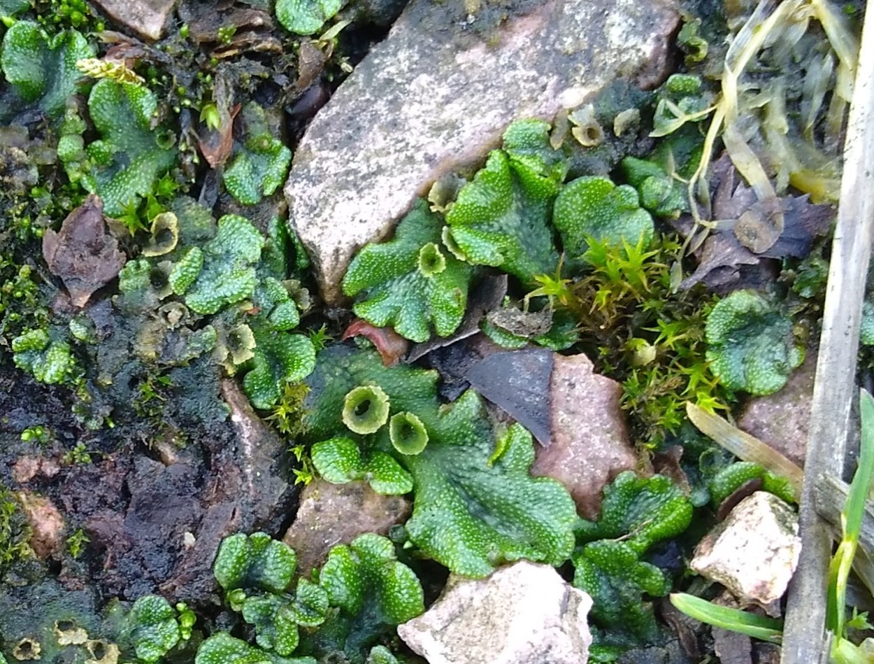 Печеночник маршанция обыкновенная
