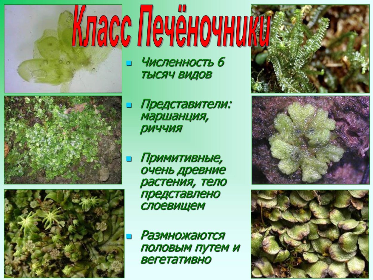 Риччия и маршанция