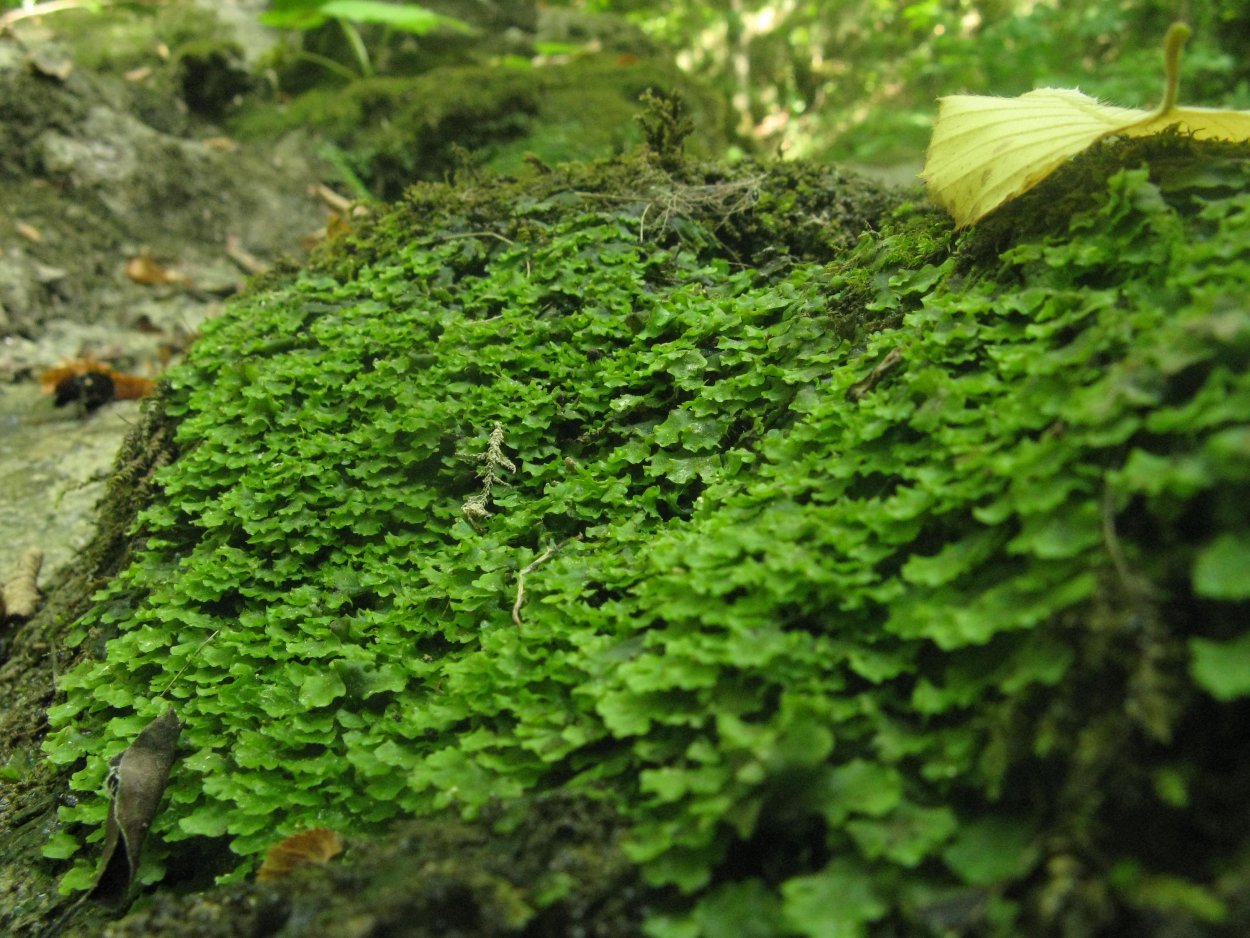 Святовский мох