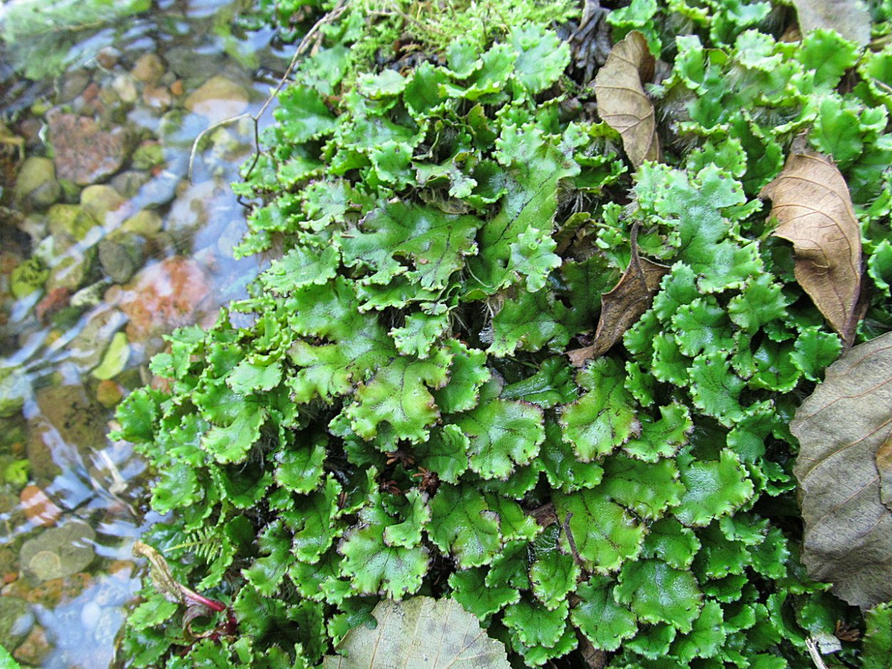 Печеночный мох маршанция