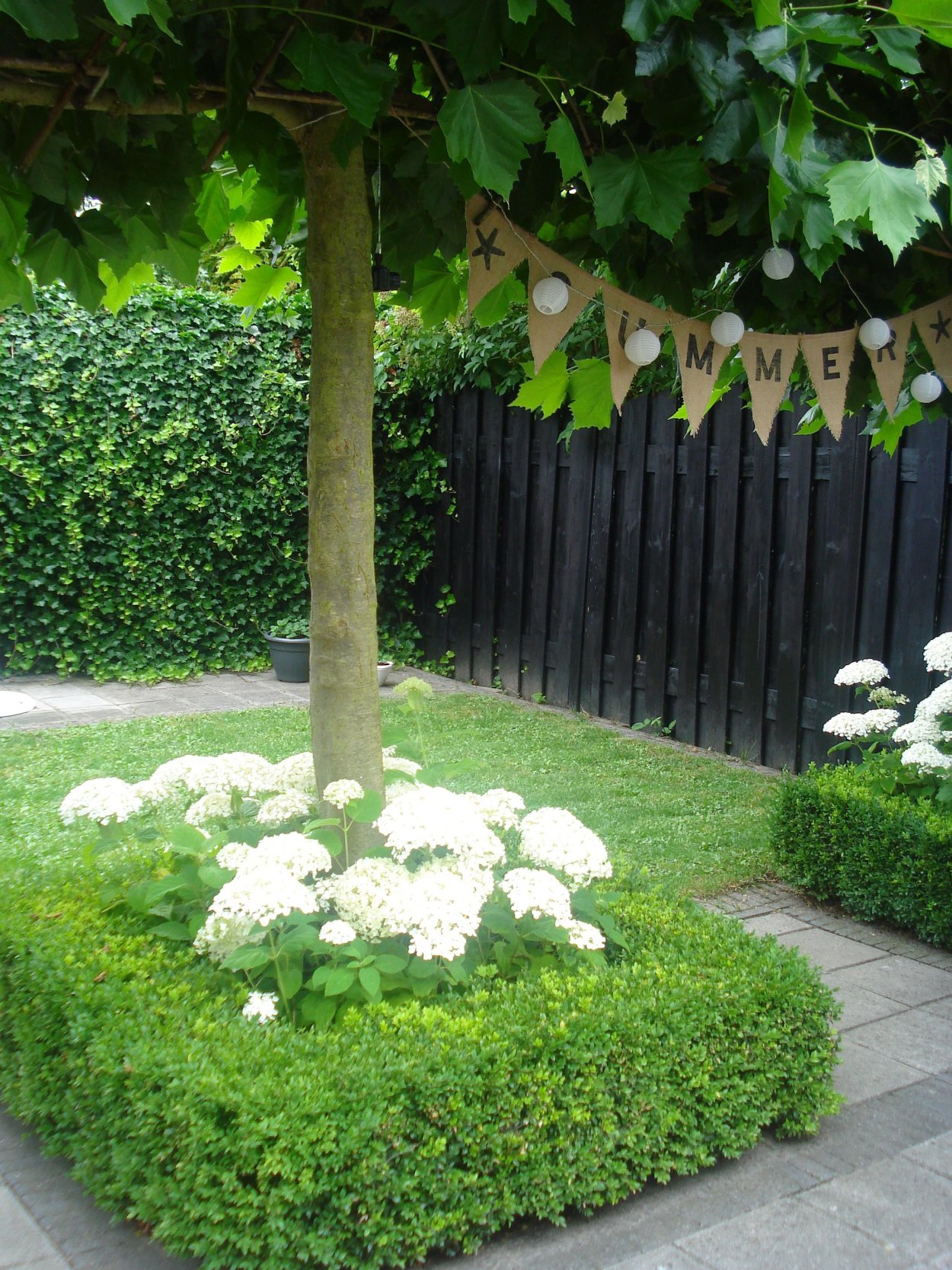 Клен Глобозум изгородь