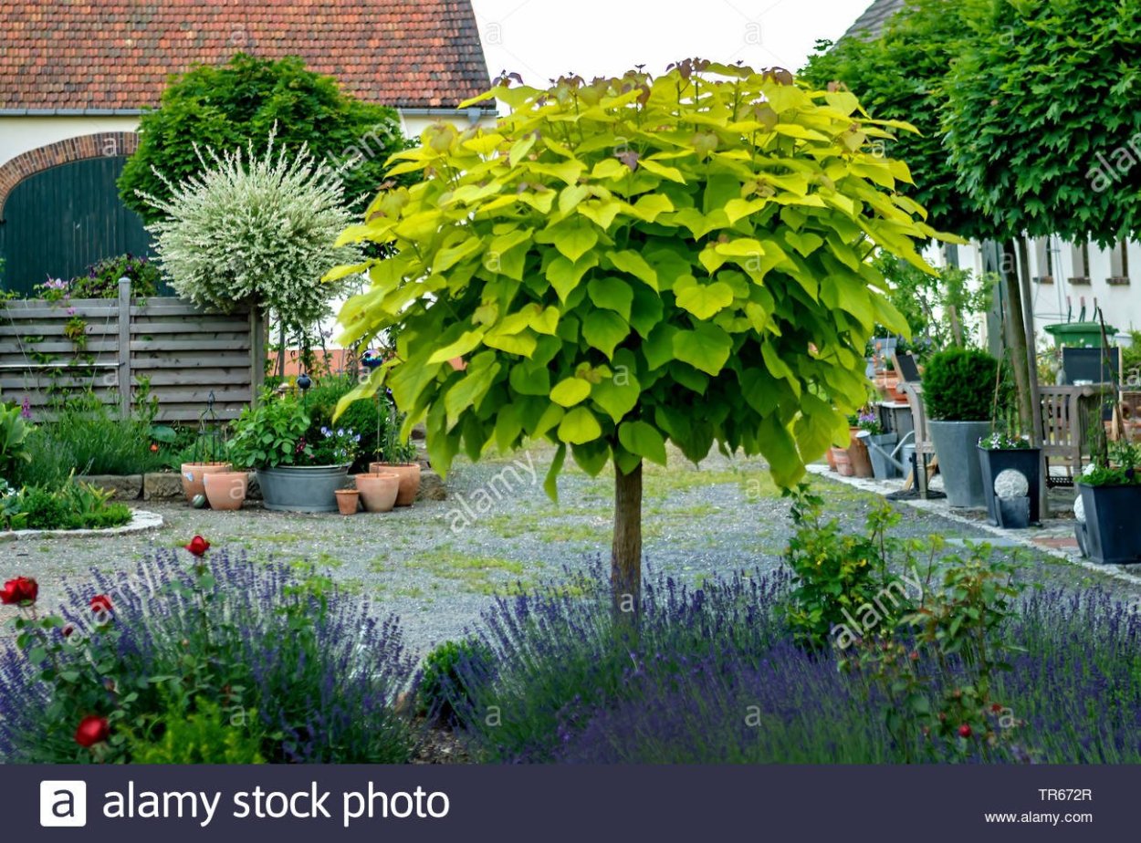 Катальпа на штамбе в мраморной крошке