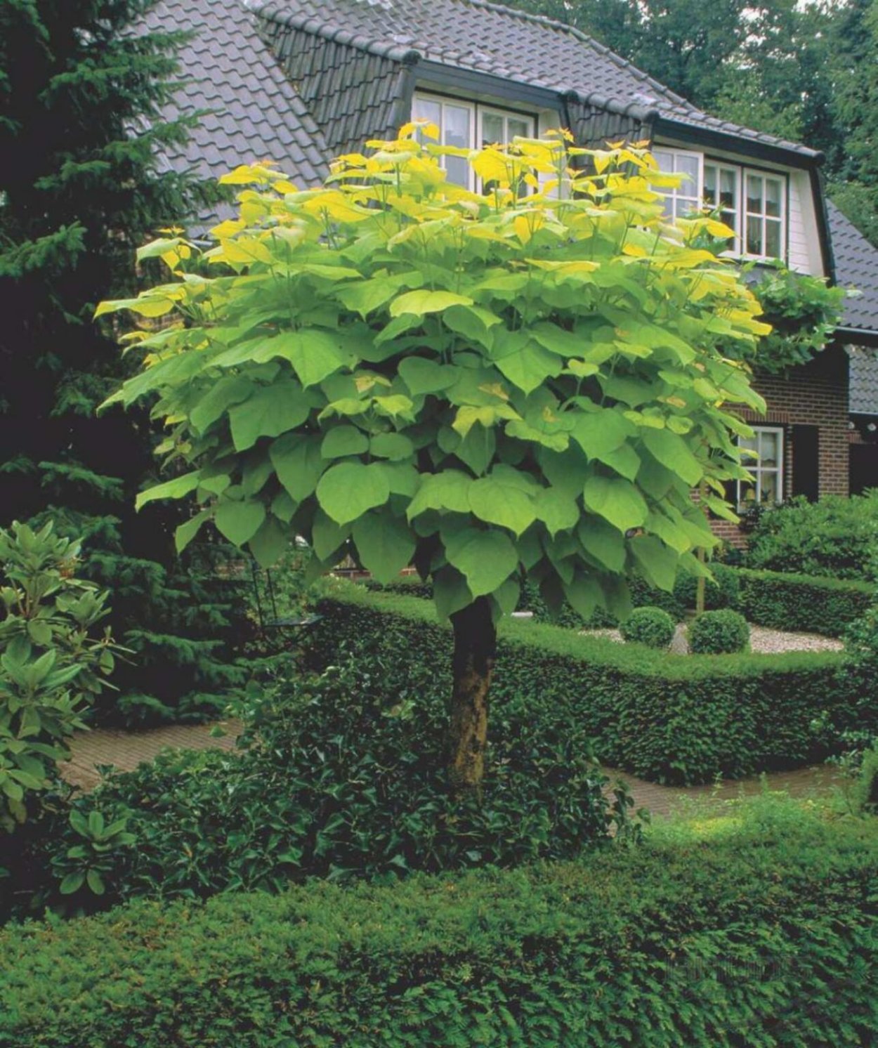 Катальпа бигнониевидная Ауреа