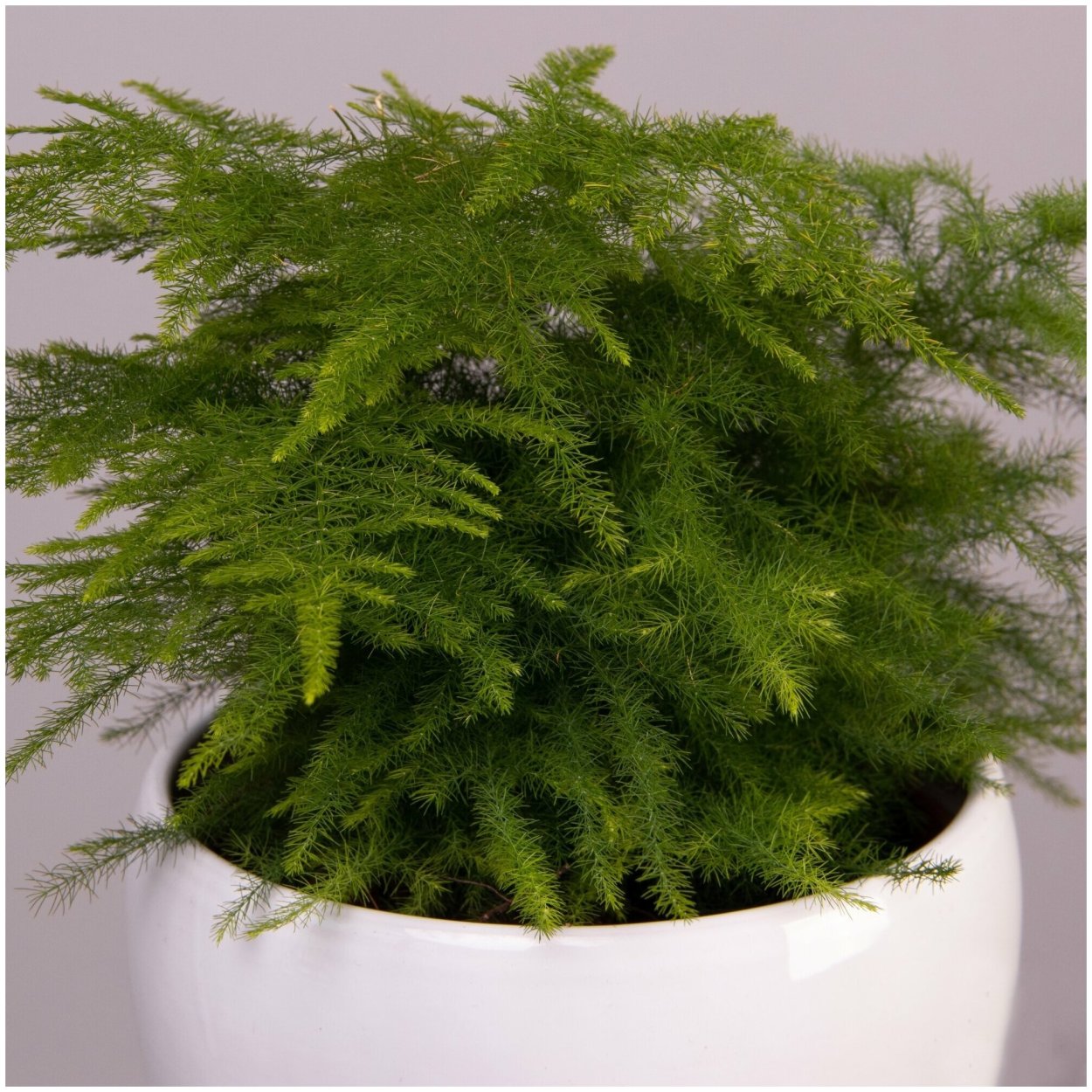 Аспарагус медеолойдес