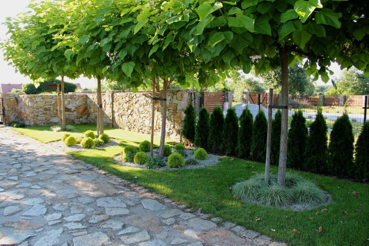 Катальпа вдоль забора