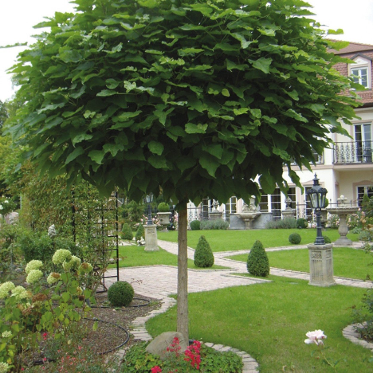 Клен остролистный Глобозум