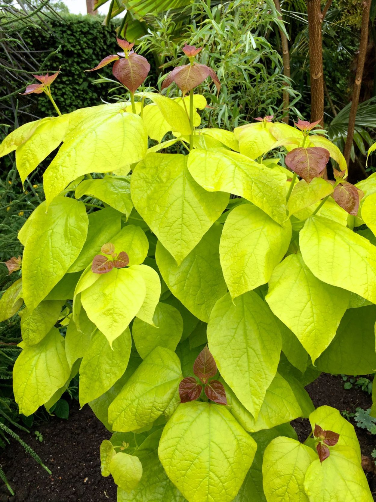 Катальпа бигнониевидная Ауреа