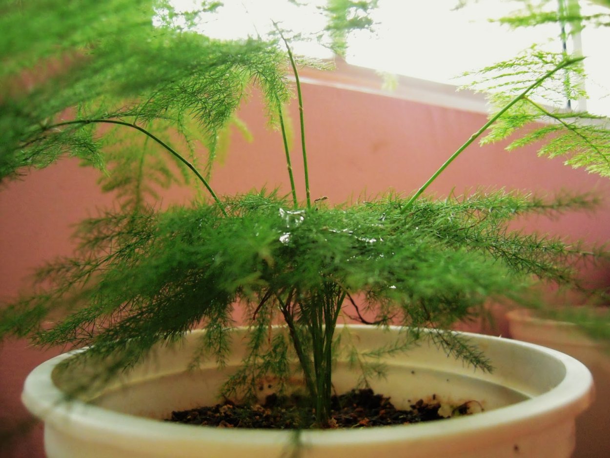 Аспарагус перистый аспарагус Шпренгера