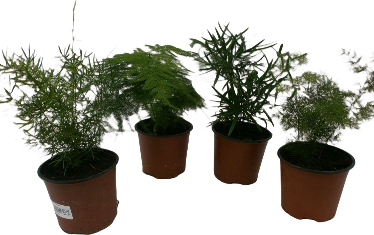 Аспарагус Мейера Оби