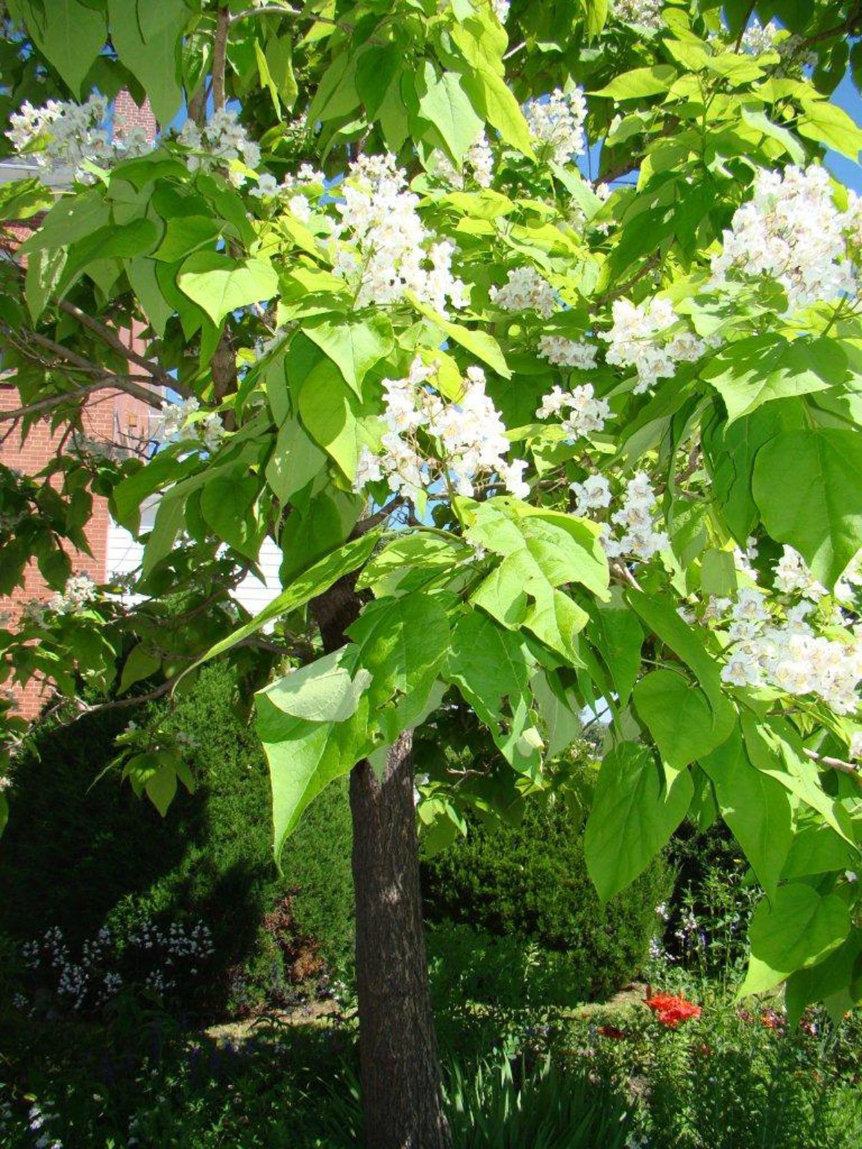 Павлония и катальпа