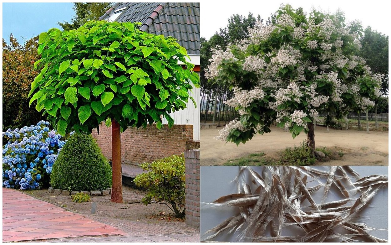 Катальпа дерево питомник Началово