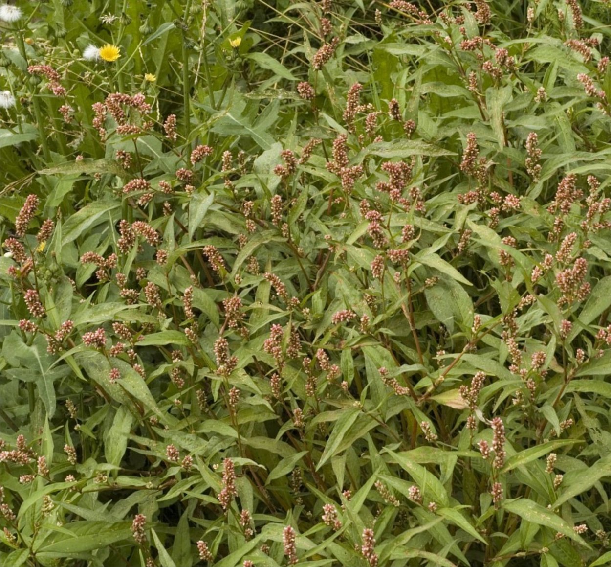 Горец шероховатый (Polygonum scabrum),