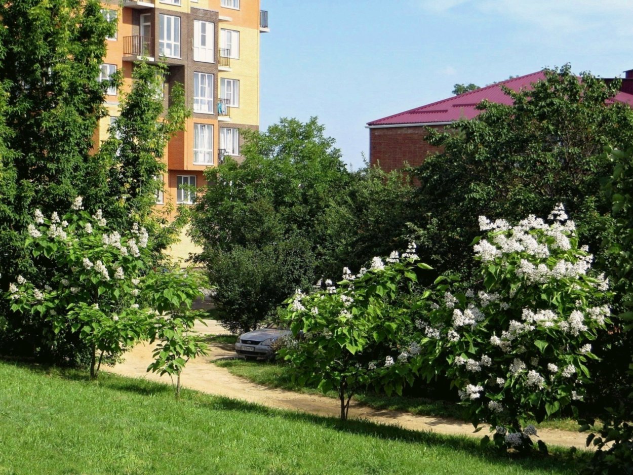 Мытищи Юбилейная поликлиника катальпа