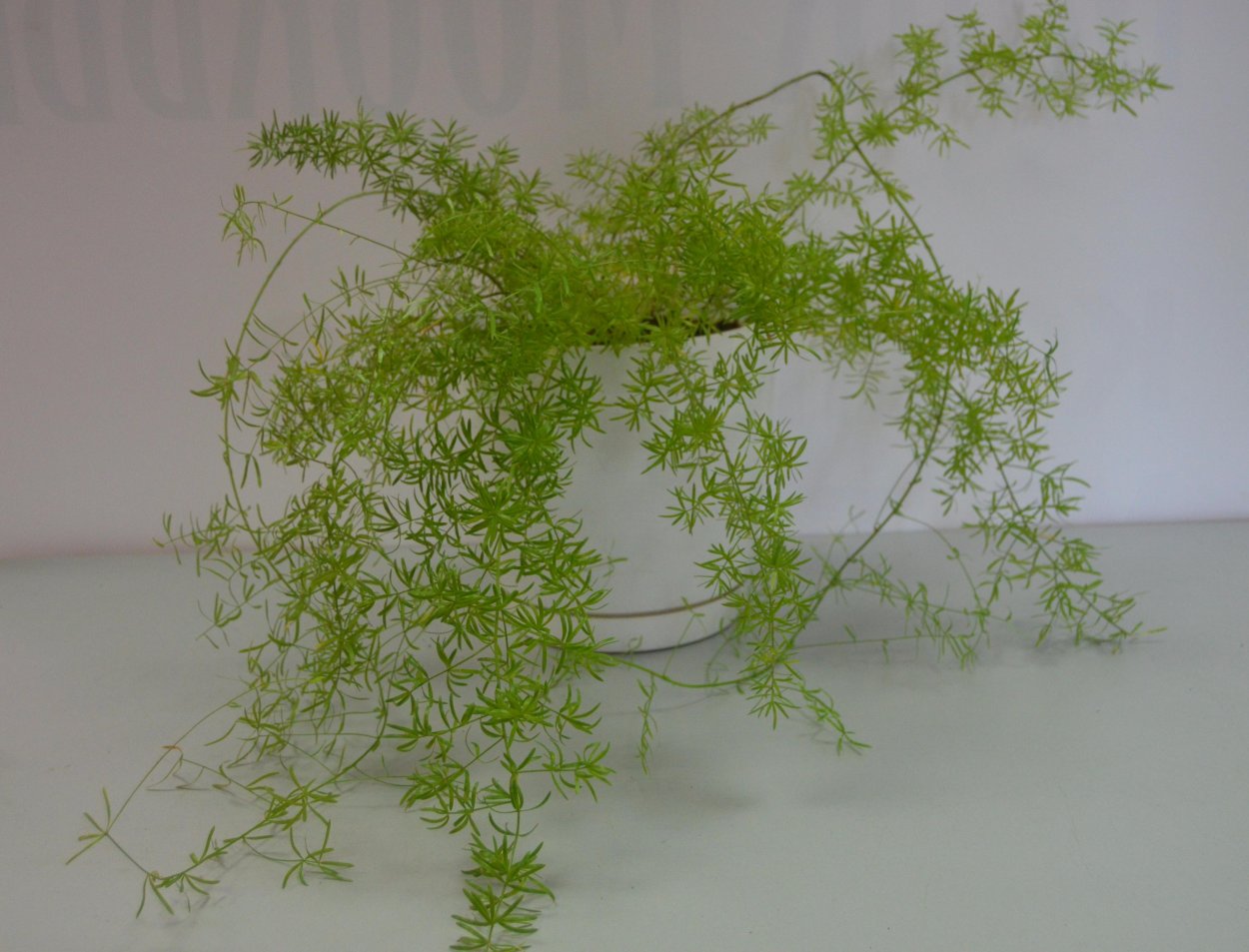 Аспарагус густоцветковый Шпренгера