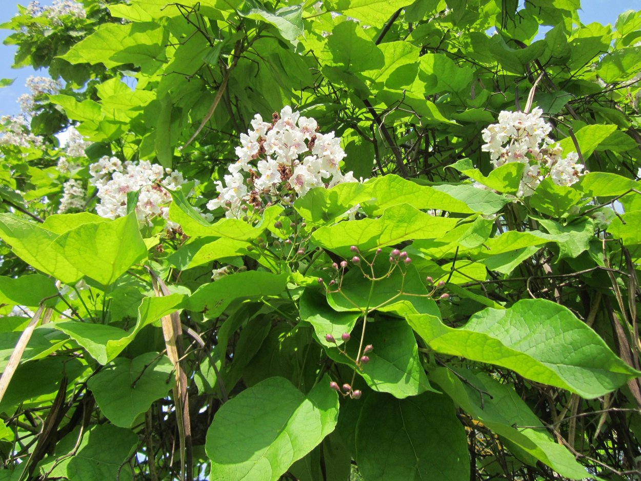 Катальпа осенью