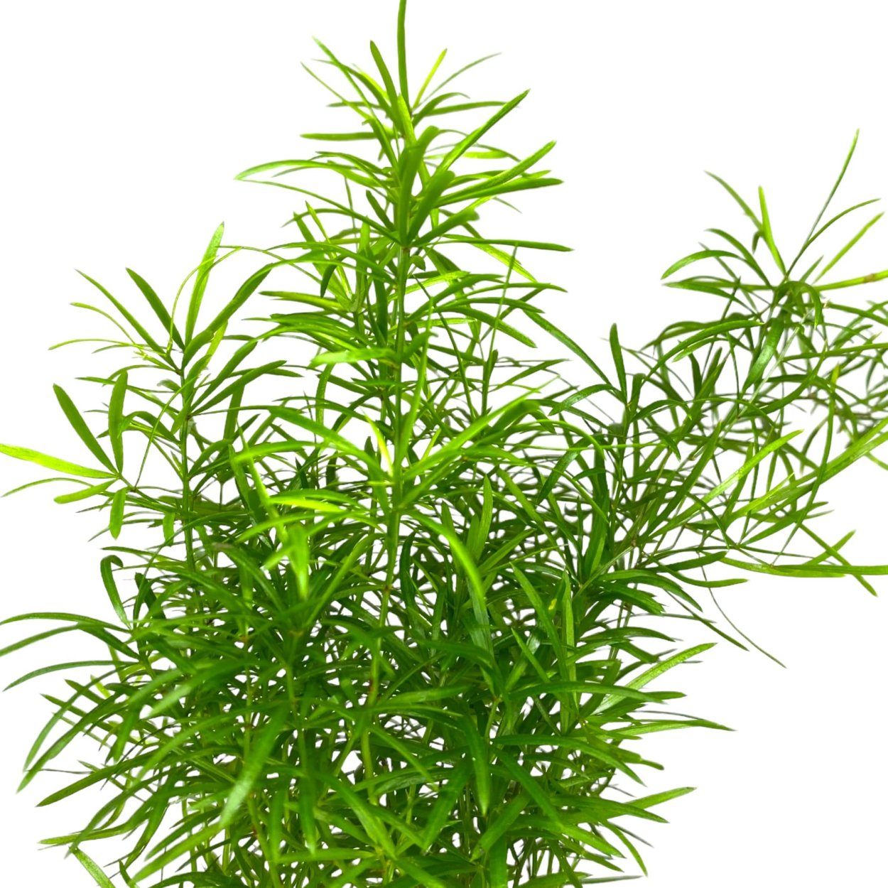 Картинка аспарагус для детей на прозрачном фоне с названием