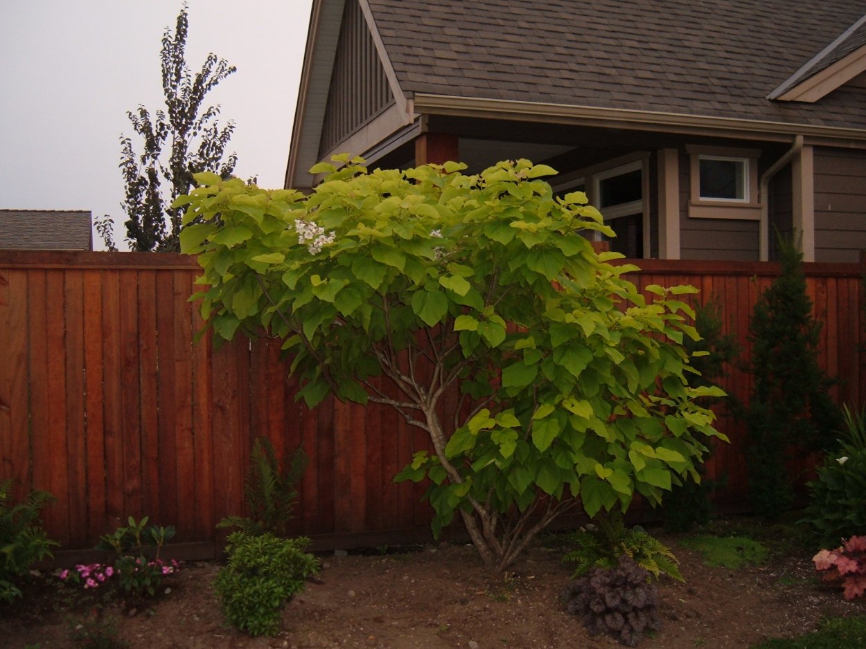 Клумба с катальпой