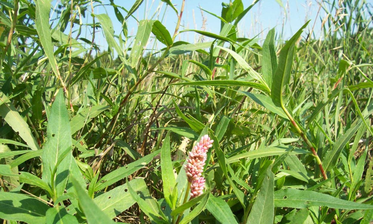 Горец почечуйный (Polygonum Persicaria)