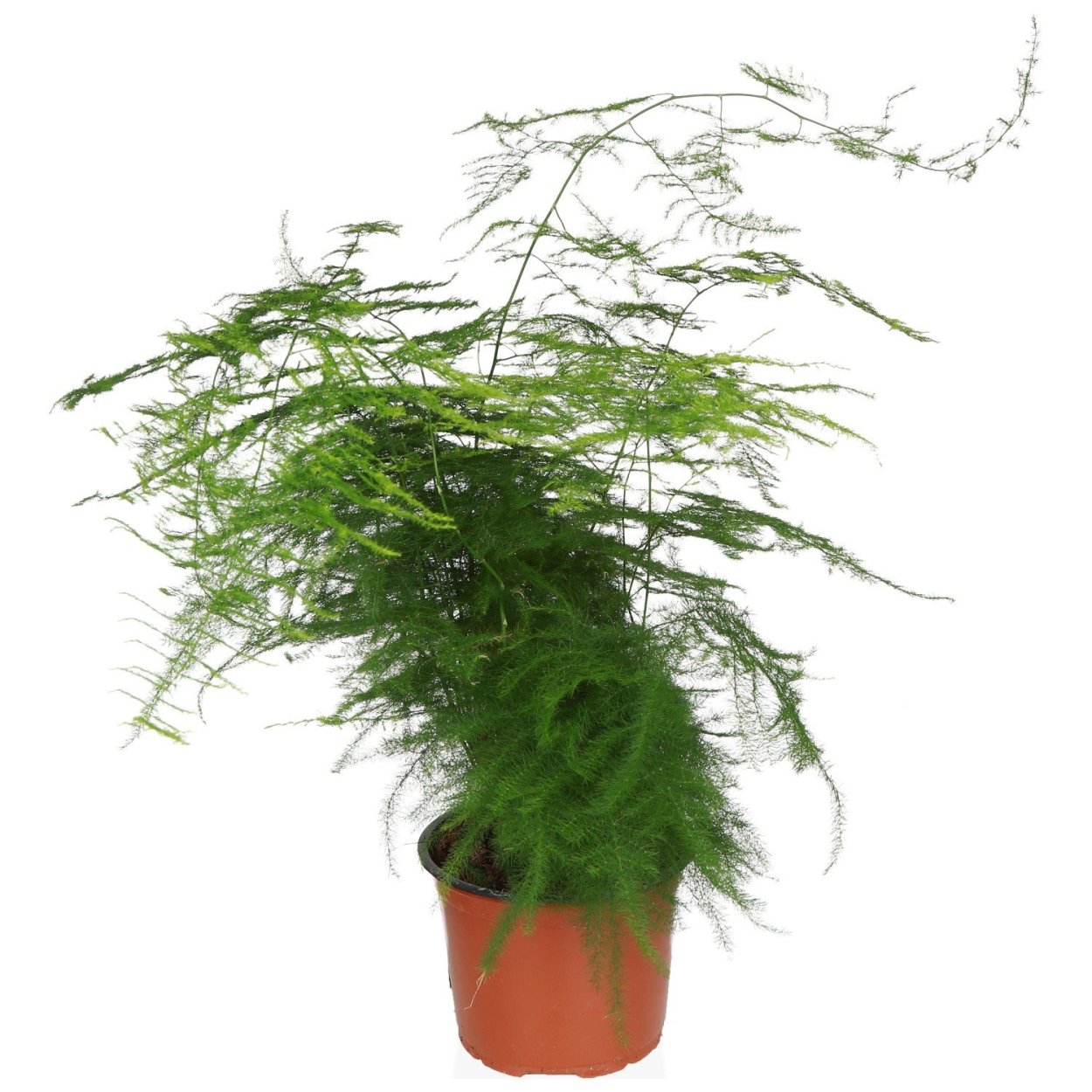 Аспарагус перистый (Плюмозус)