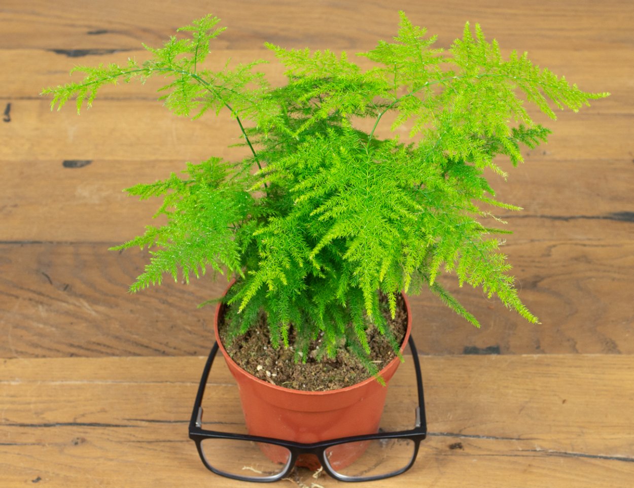 Высота аспарагуса перистого