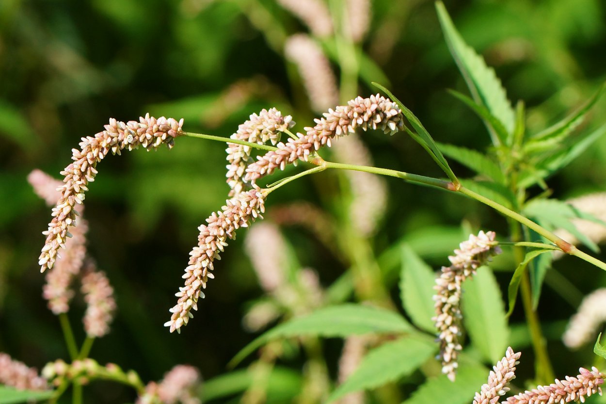 Persicaria lapathifolia