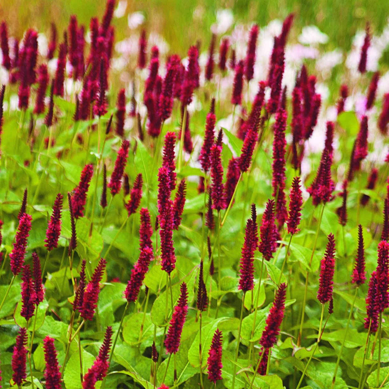 Горец стеблеобъемлющий (Persicaria amplexicaulis)