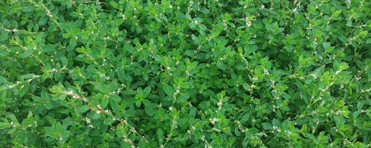 Горец птичий спорыш газон