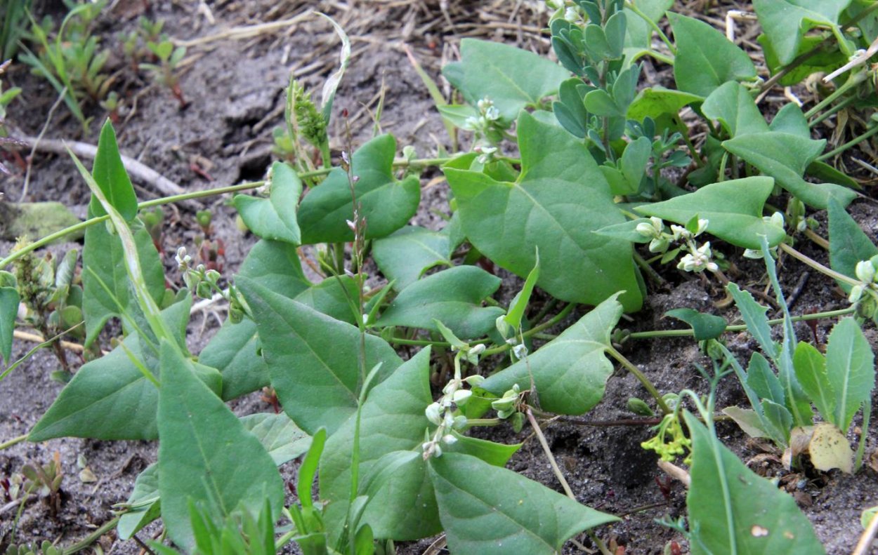 Горец вьюнковый сорняк