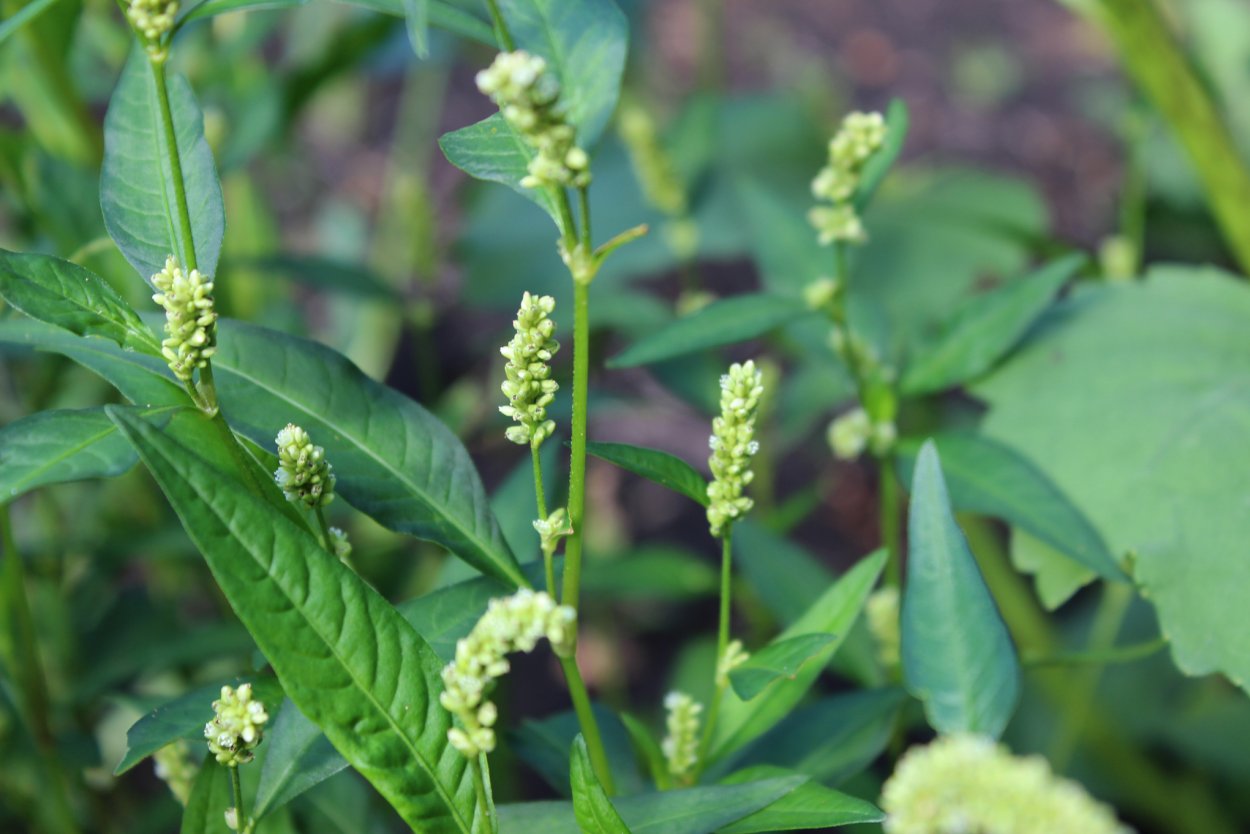 Горец щавелелистный - Persicaria lapathifolia
