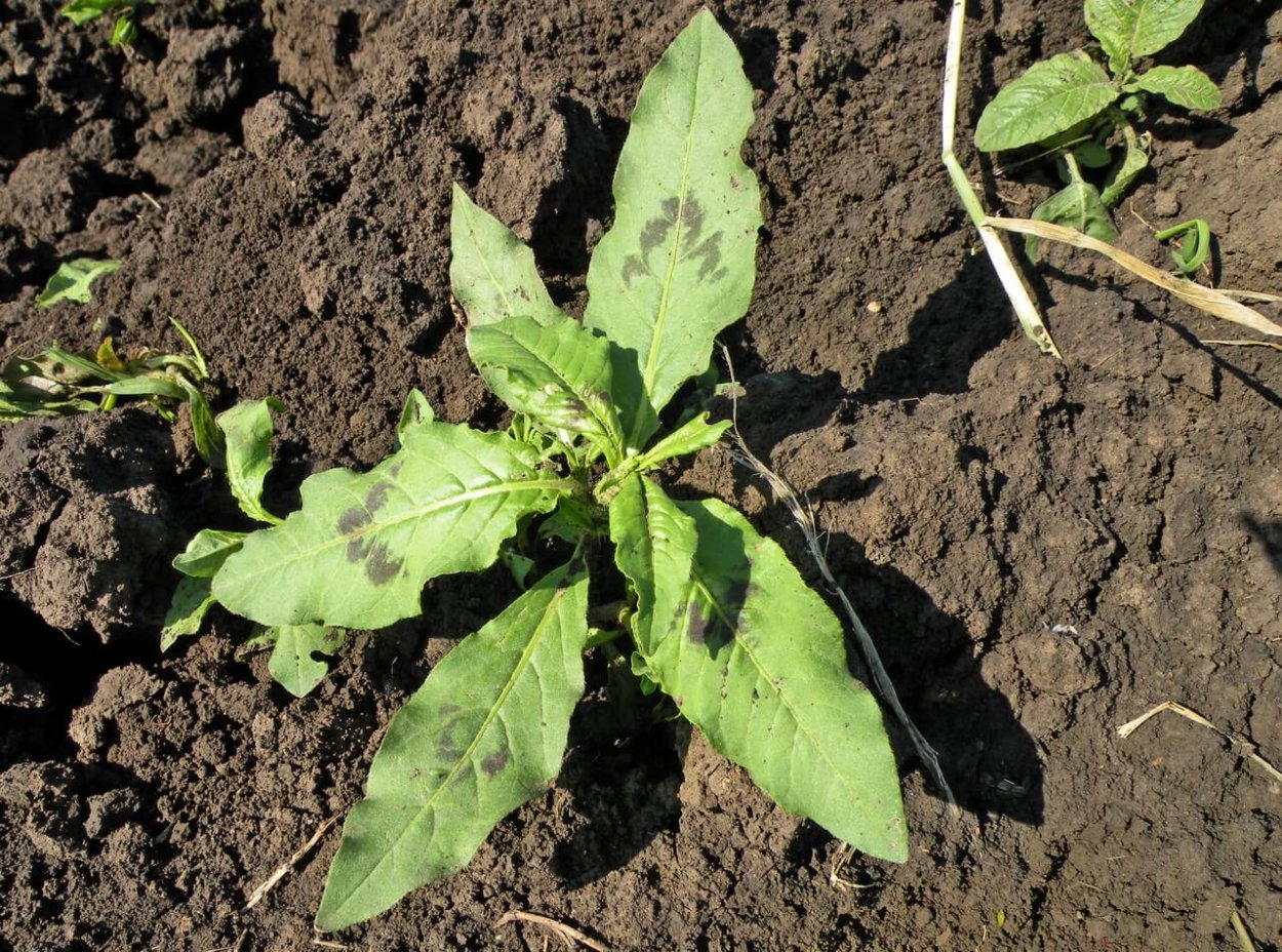 Горец сорняк