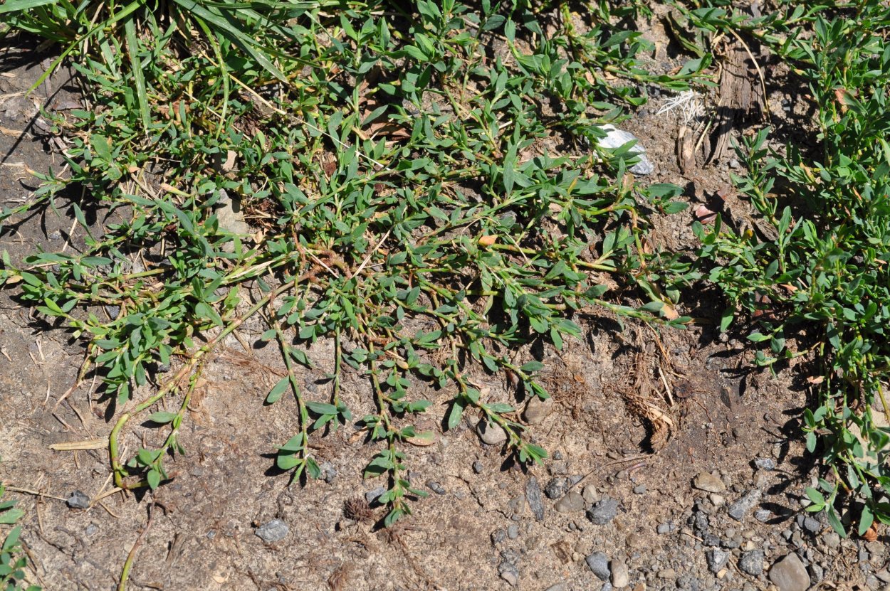 Пижма,Птичья гречишка,