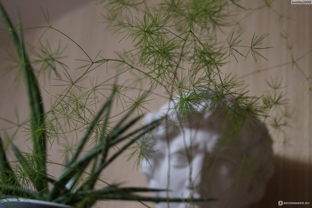 Аспарагус паутинка (перистый)