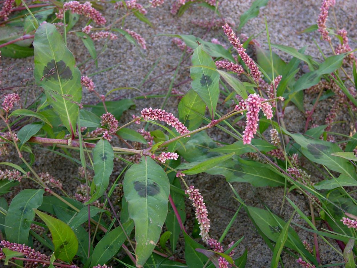 Горец почечуйный (Polygonum Persicaria)