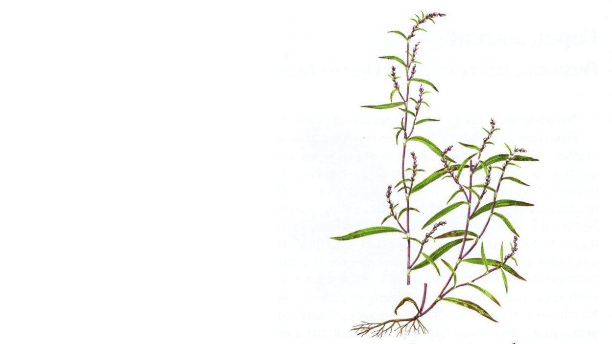 Горец многолистный