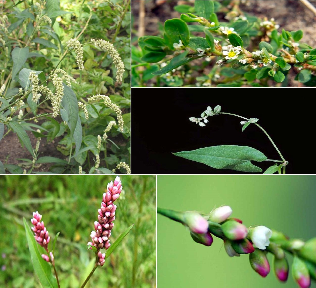 Трава сорняк Горец