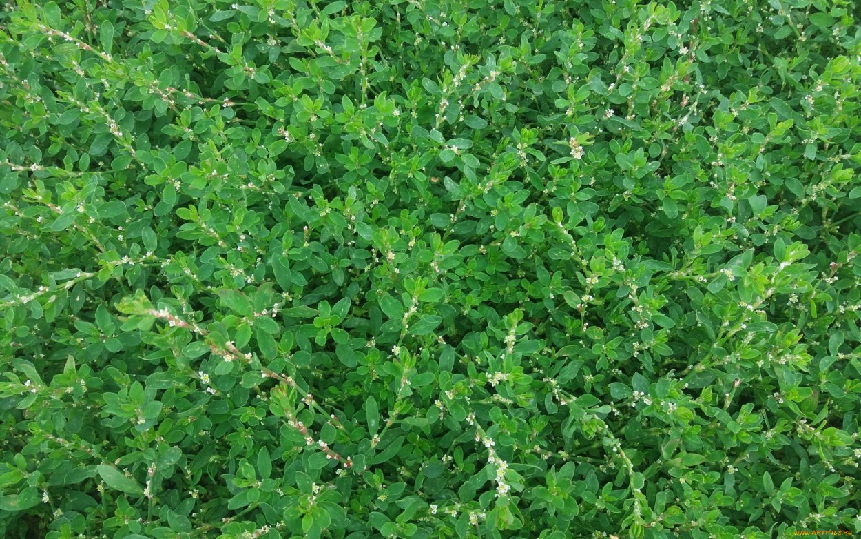 Спорыш (Горец птичий) трава