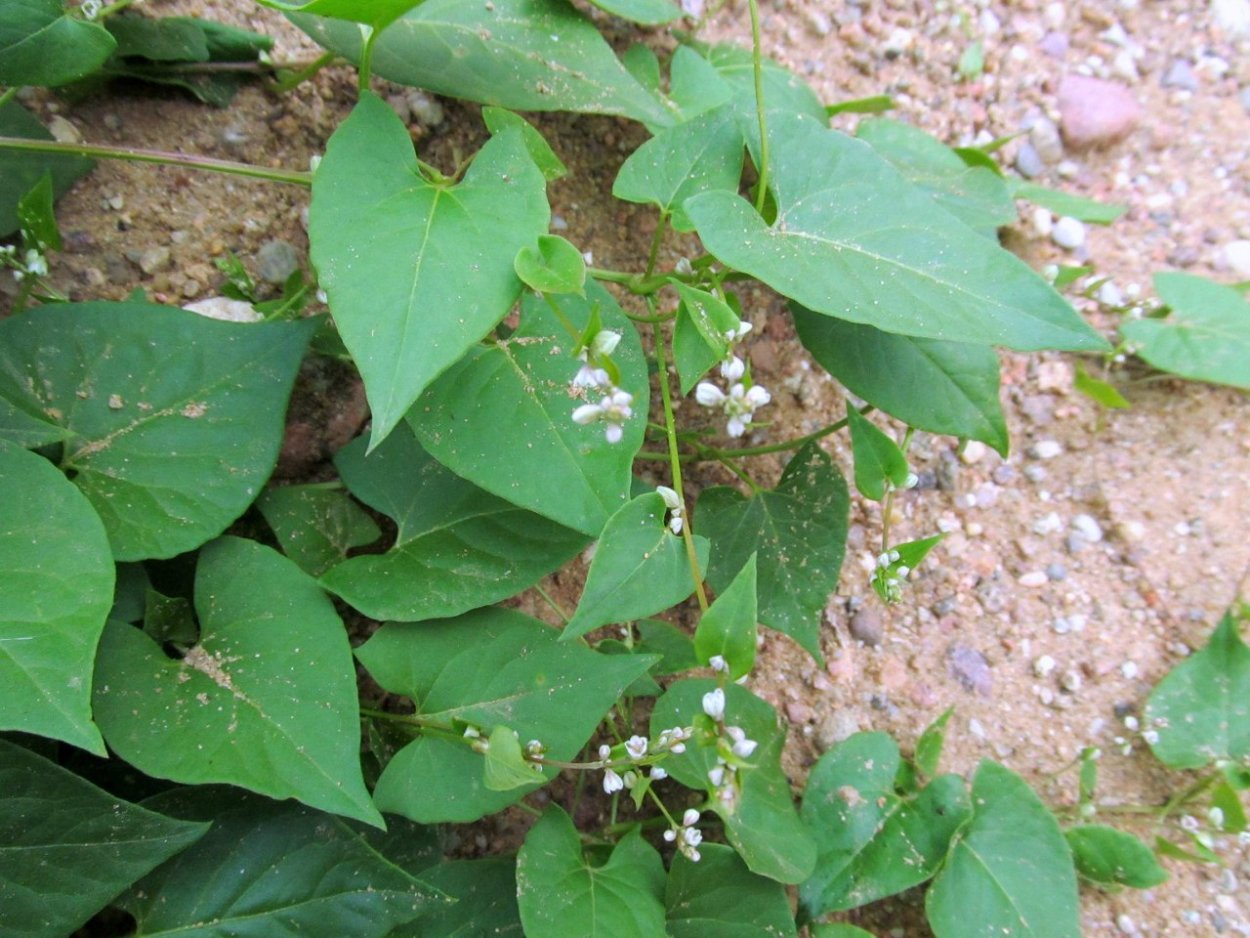Горец вьюнковый – Polygonum Convolvulus