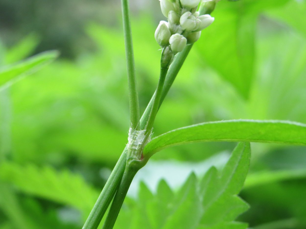 Горец развесистый (Persicaria lapathifolia (l.) Delarbre)