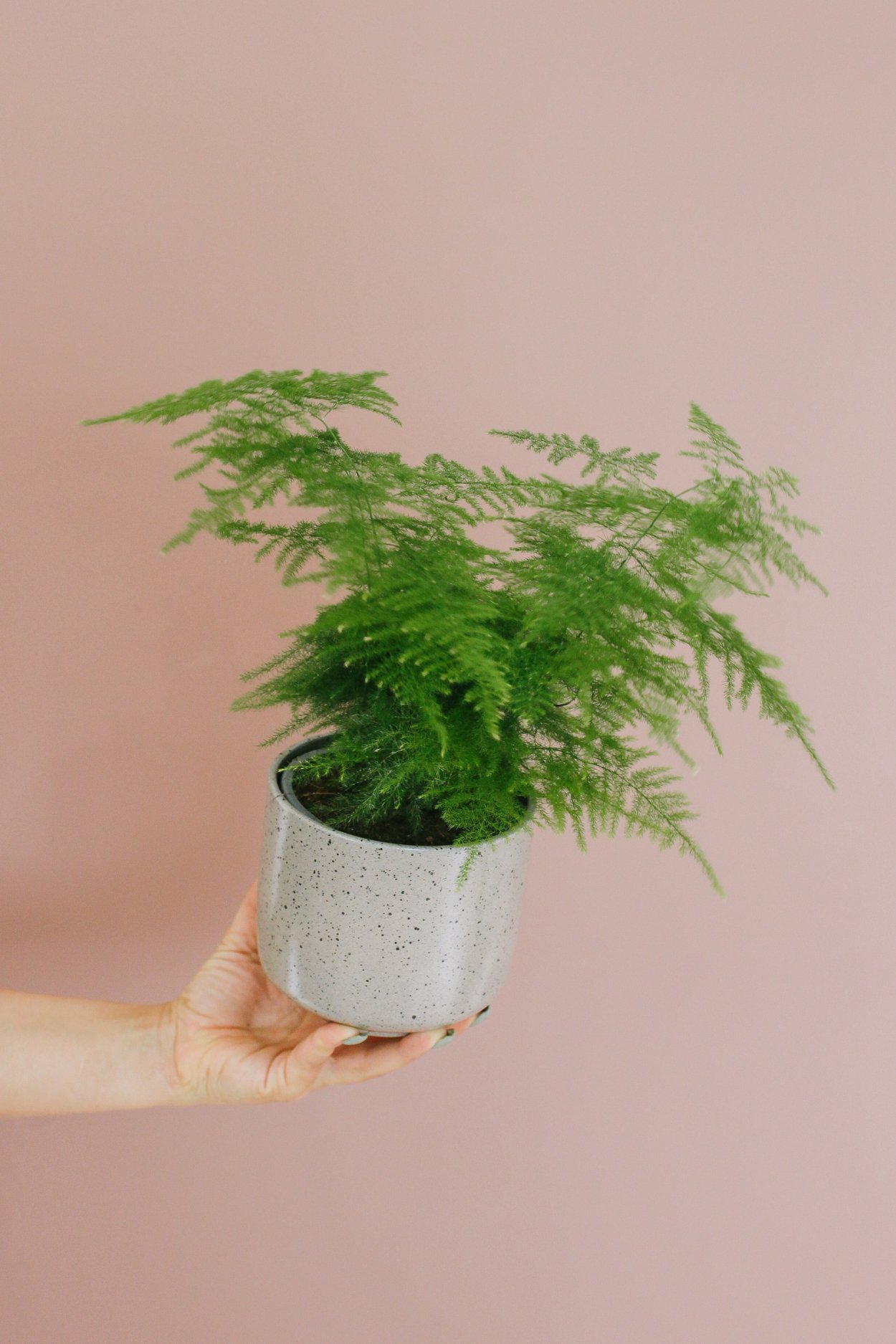 Аспарагус Плюмозус 80