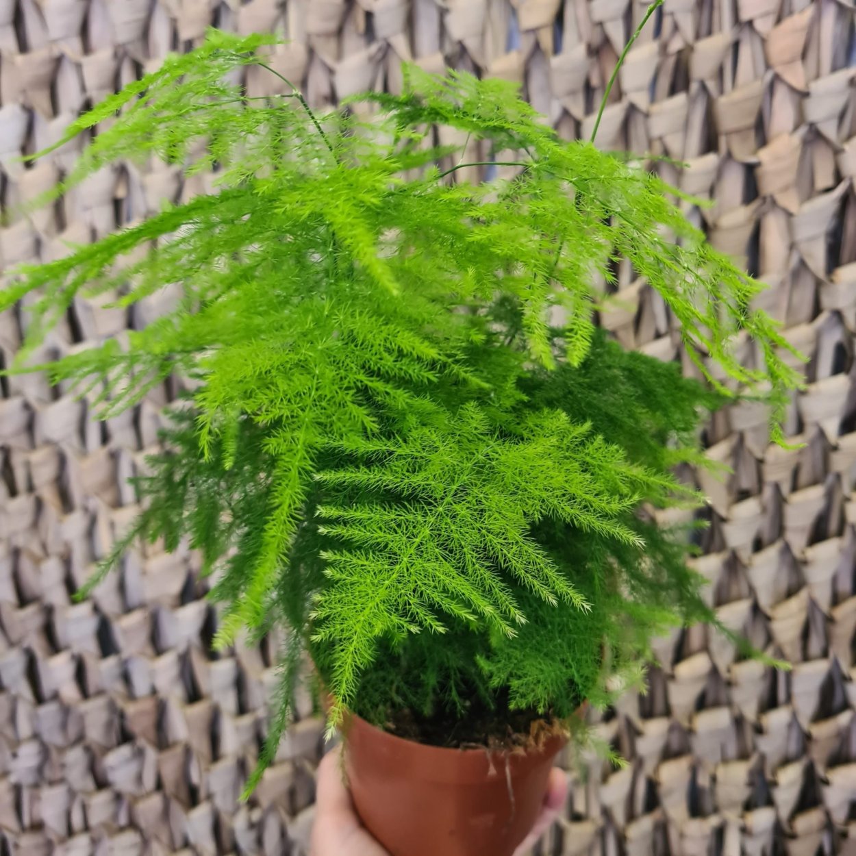 Аспарагус Сетацеус