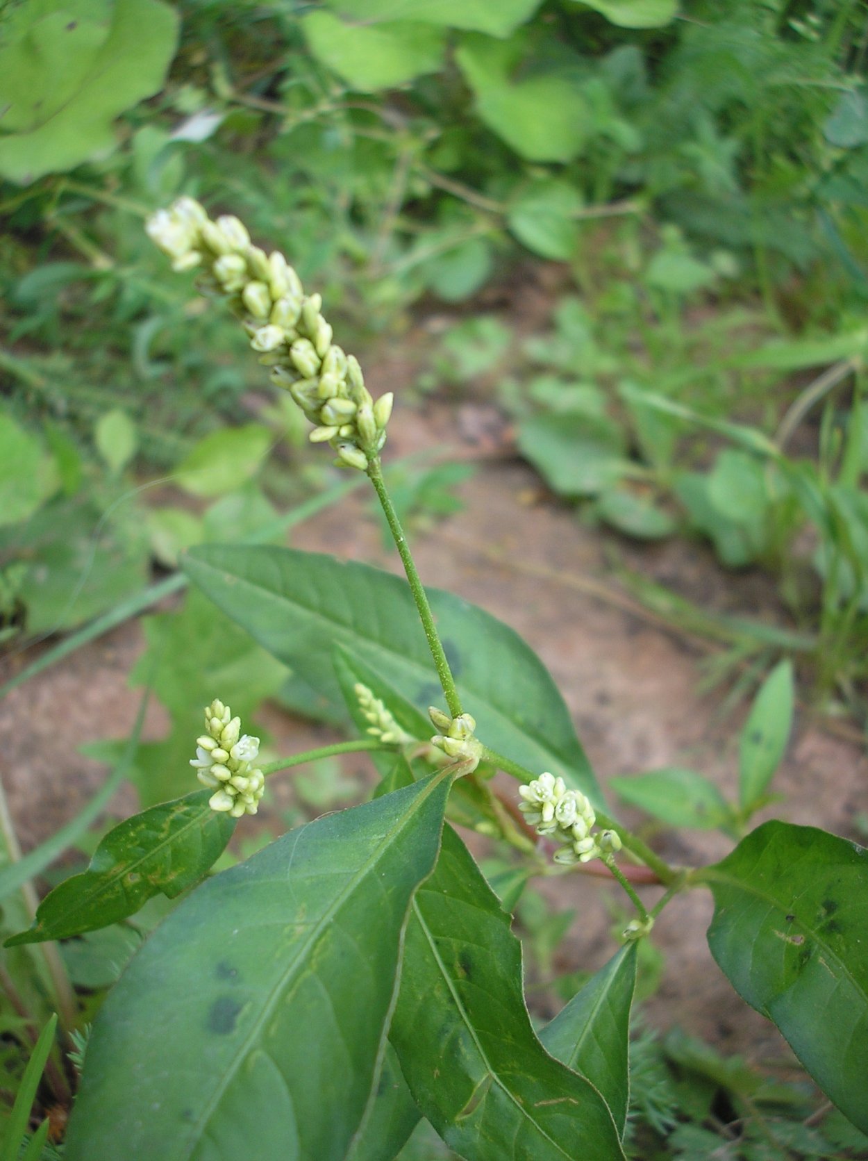 Горец шероховатый (Polygonum scabrum),
