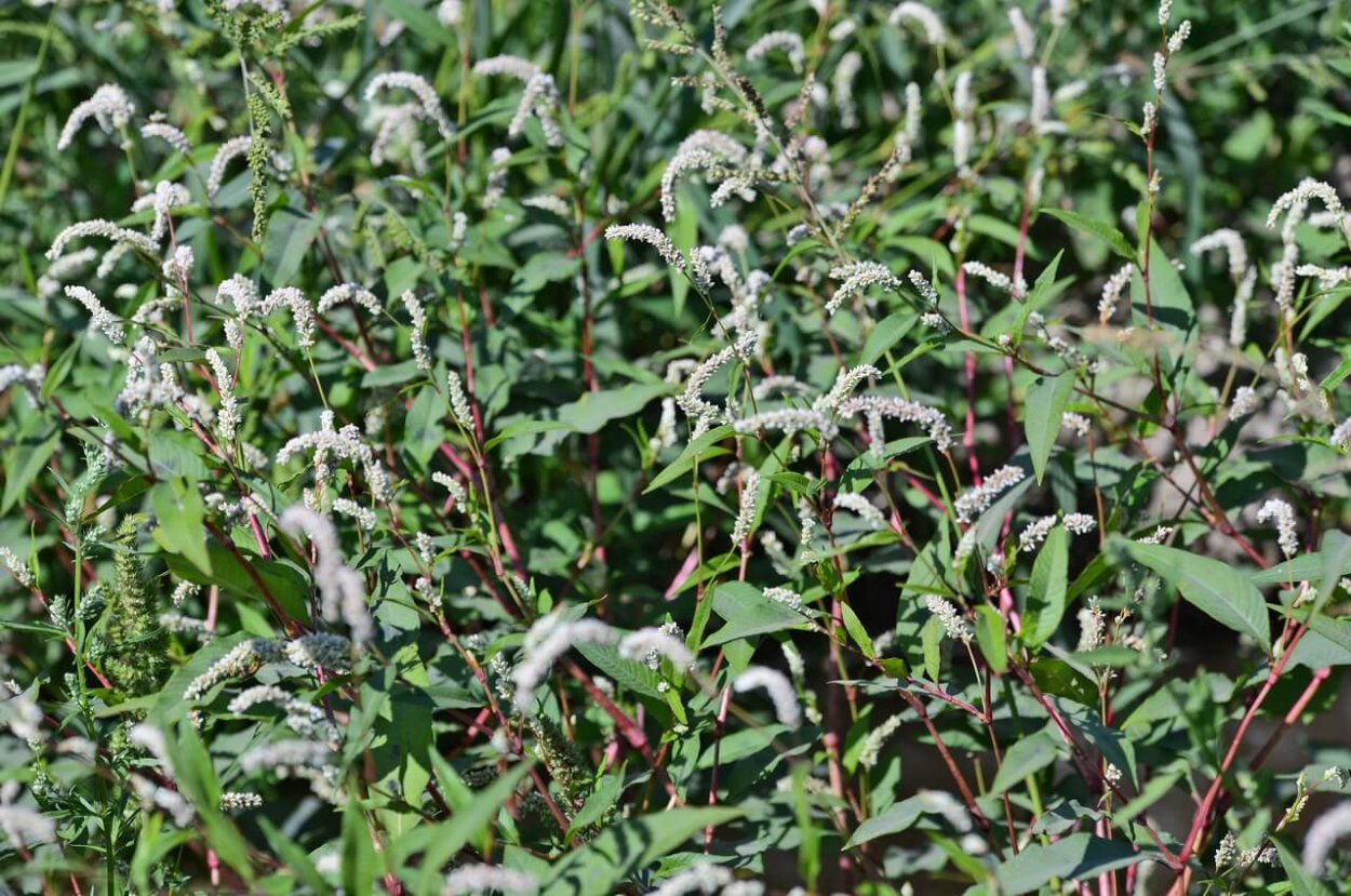 Сорняк Горец почечуйный