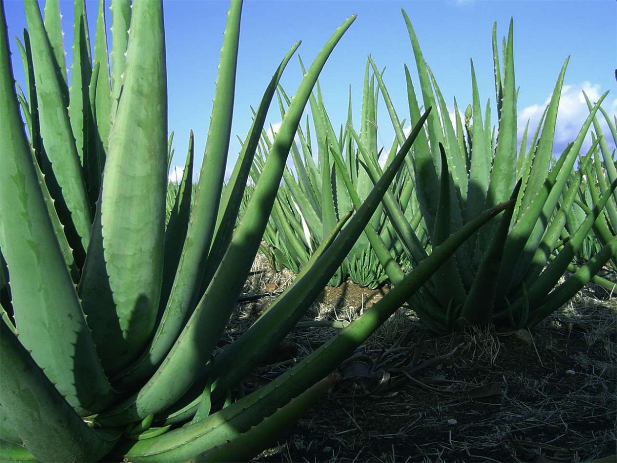 Плантации алоэ Вера