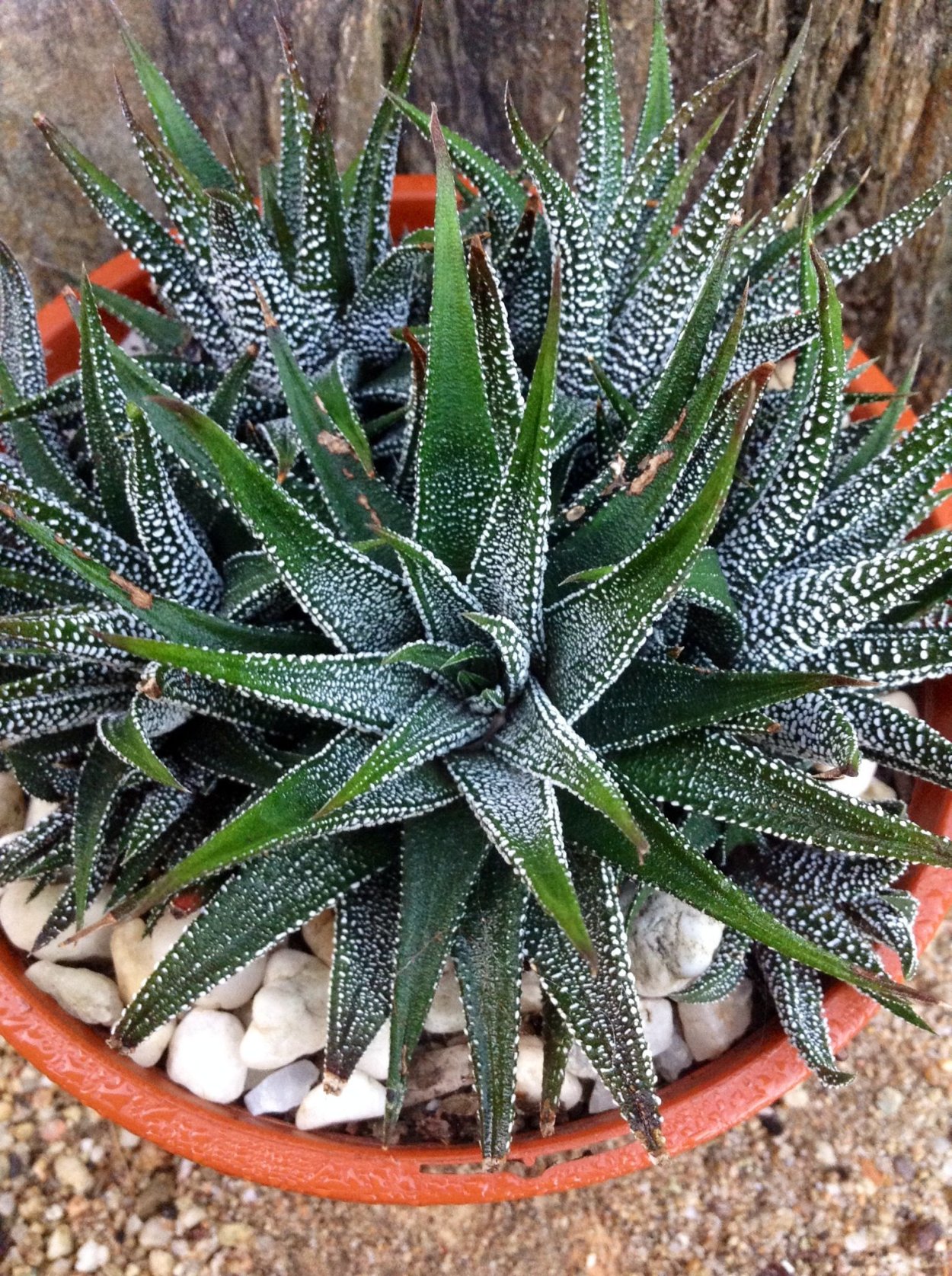 Алоэ остистое хавортия