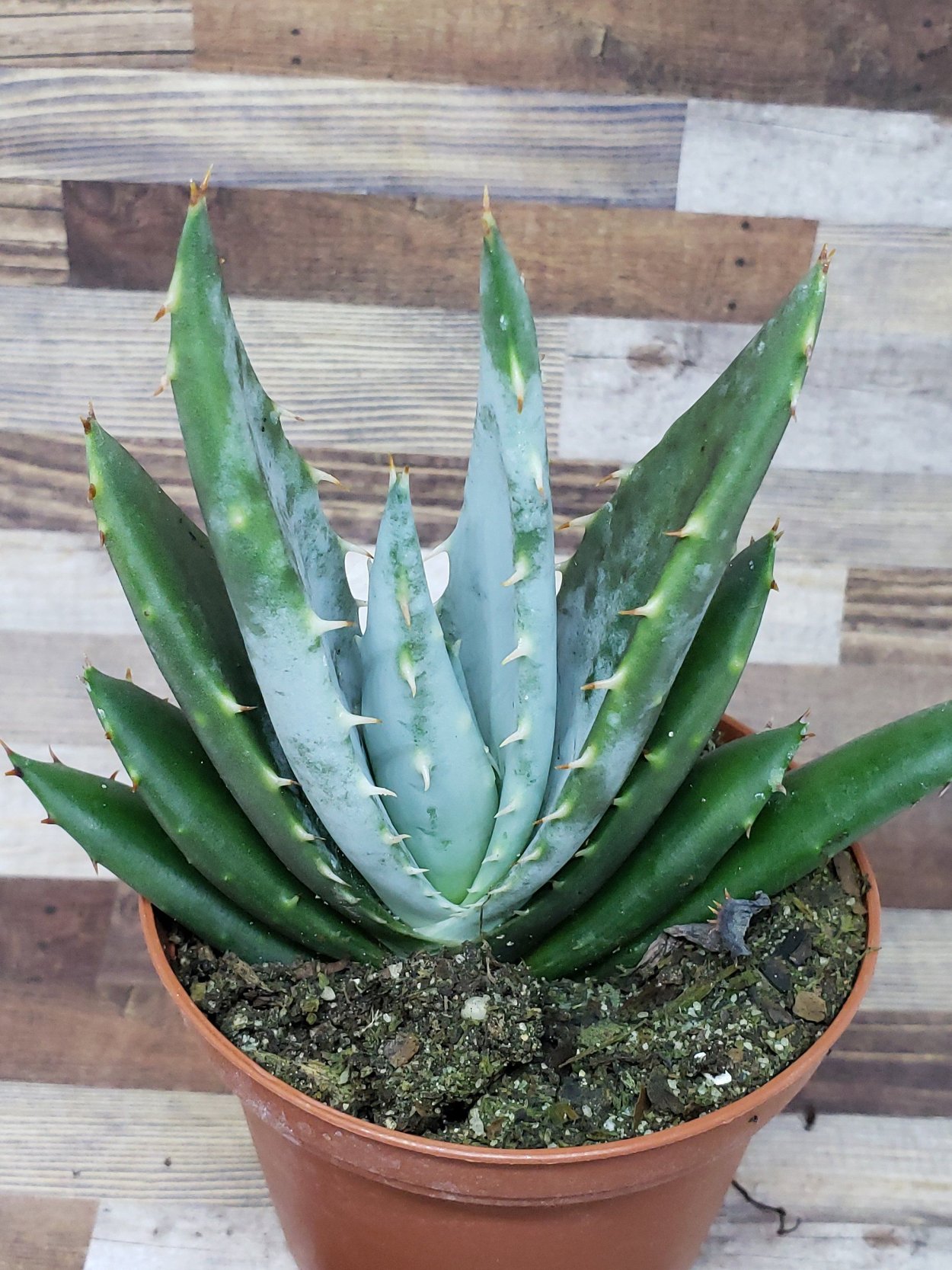 Алоэ Шиповатое