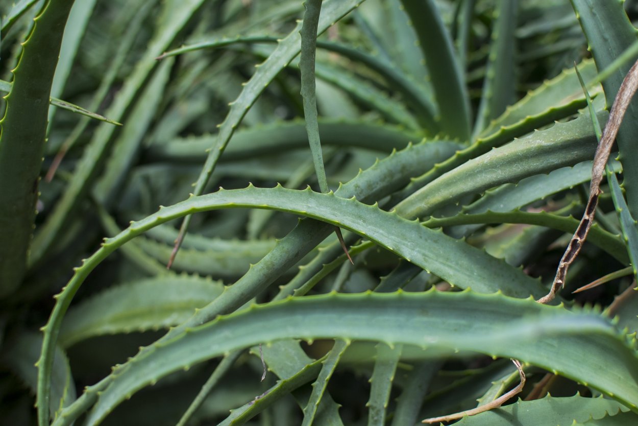 Лист алоэ Вера