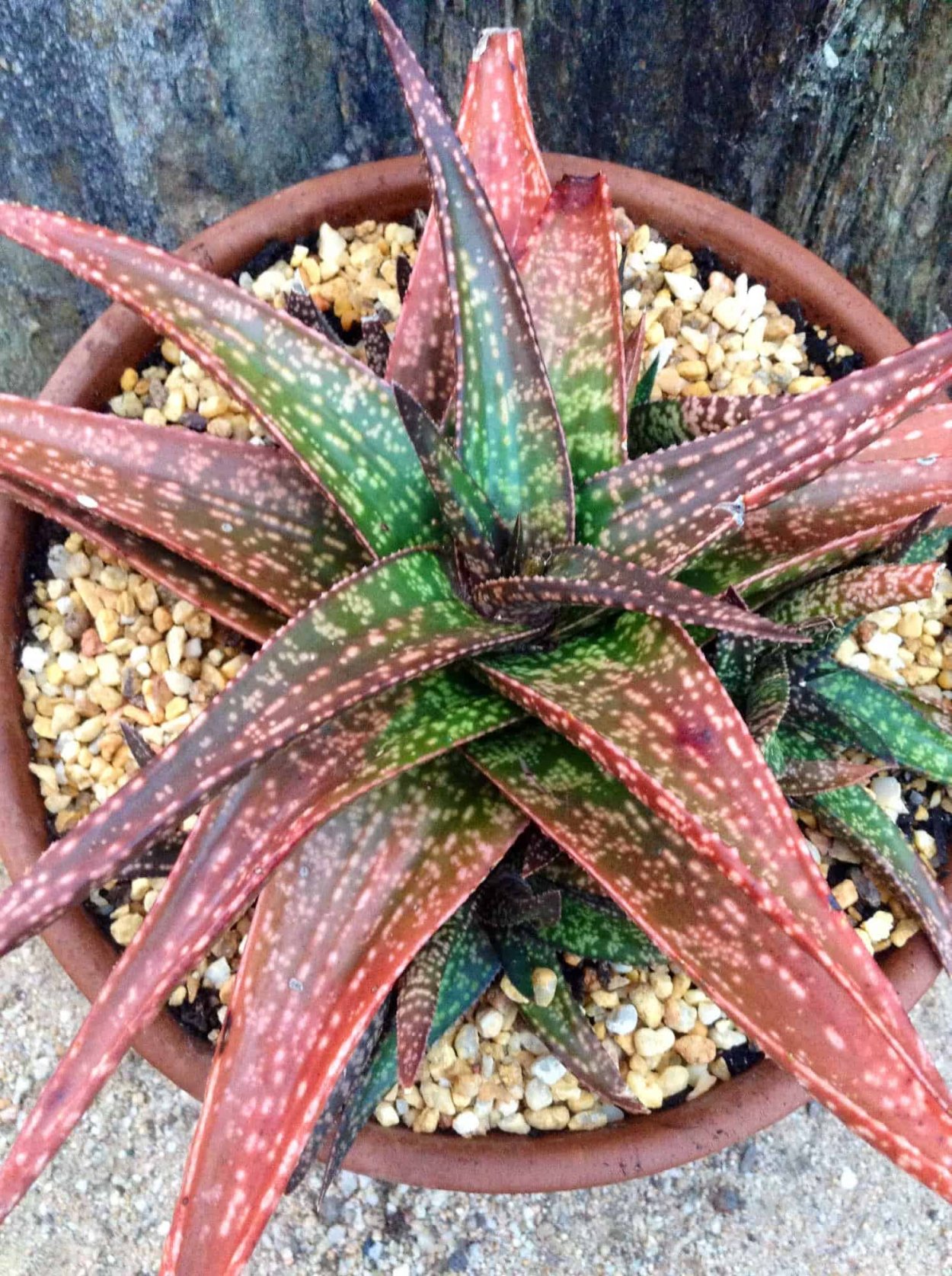 Aloe Bowiea